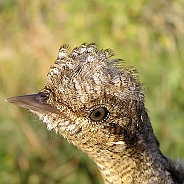 Göktyta, Sundre 20080731